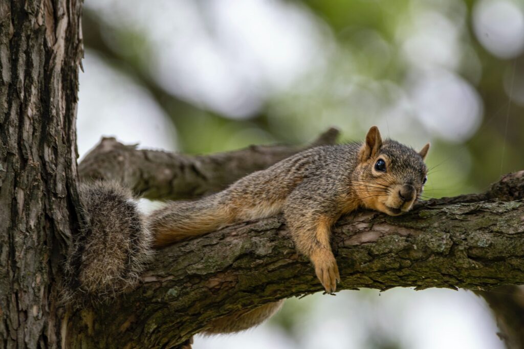 critter control services in san antonio