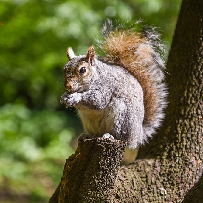 Humane Critter Control Services in San Antonio Encourage Responsible Wildlife Removal