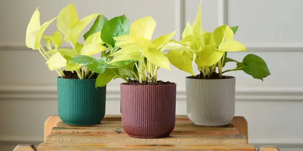 Refreshing A Dull Patio? Decorative Pots Introduce Texture, Height, And Color