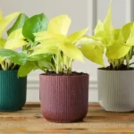 Refreshing A Dull Patio? Decorative Pots Introduce Texture, Height, And Color